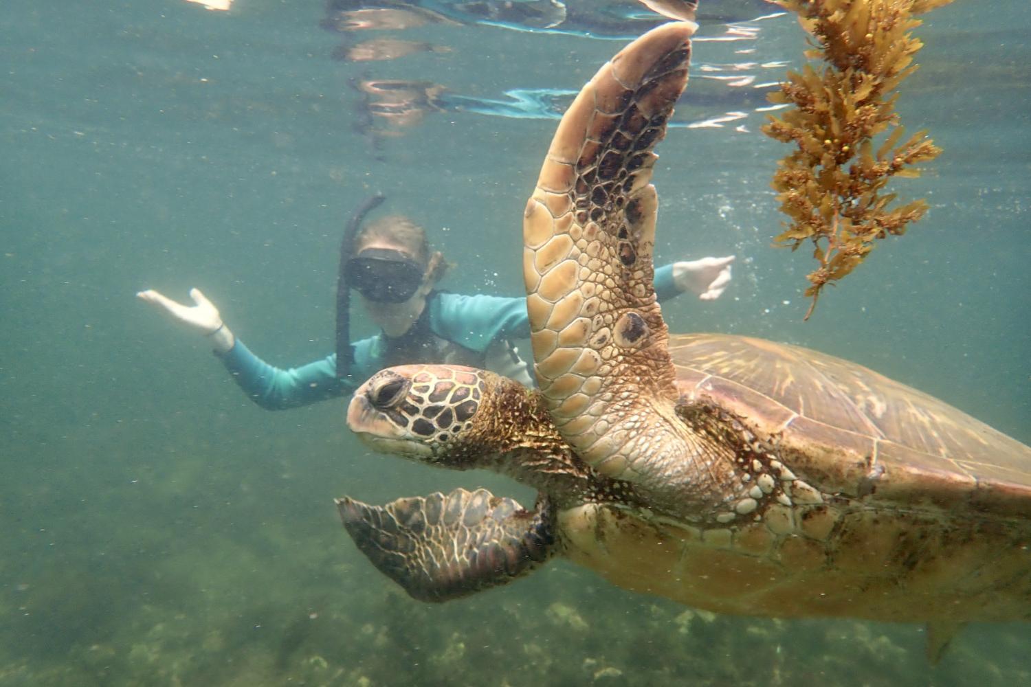 一名<a href='http://5x6.uncsj.com'>全球十大赌钱排行app</a>学生在Galápagos群岛游学途中与一只巨龟游泳.